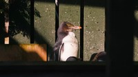 Secara lokal disebut hoiho, yang berarti penguin cerewet” dalam bahasa Māori. Penguin bermata kuning adalah spesies penguin terbesar yang hidup dan berkembang biak di daratan Selandia Baru.