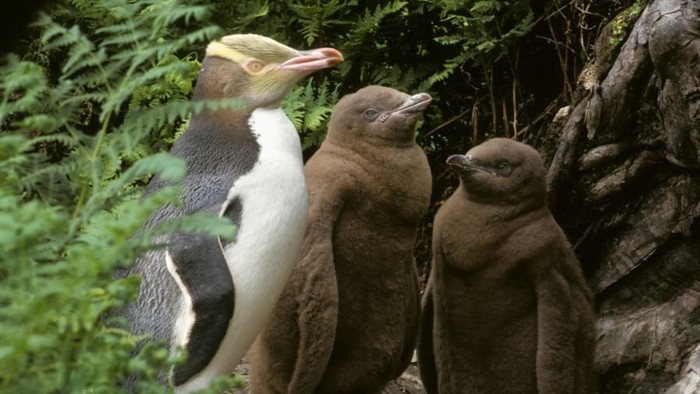Penguin bermata kuning Selandia Baru