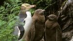 Potret Pusat Rehab buat Penguin