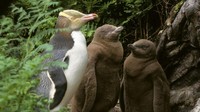 Dengan sekitar 3.000 individu dewasa yang tersisa di alam liar, ini adalah salah satu spesies penguin yang paling terancam punah di dunia.
