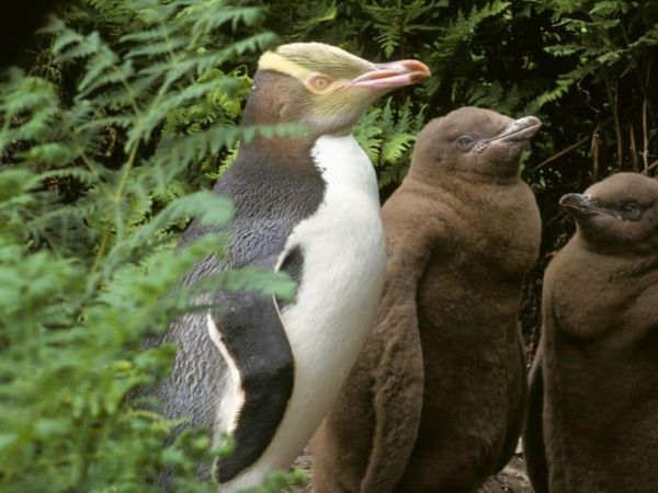 Potret Pusat Rehab buat Penguin