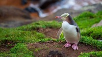 Kelaparan adalah masalah besar bagi hoiho, dengan sekitar 80% penguin tiba di pusat dengan berat badan yang sangat kurang. Penangkapan ikan komersial telah mengurangi ketersediaan ikan kecil dan cumi-cumi yang dimakan penguin.