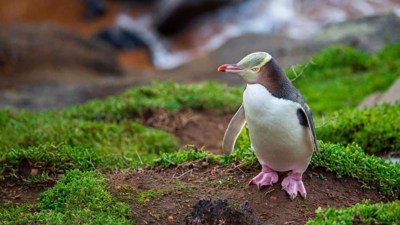 Penguin bermata kuning Selandia Baru Penguin bermata kuning Selandia Baru