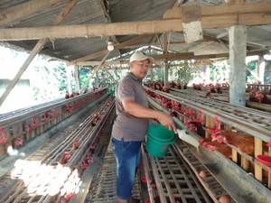 Peternak Sebut Naiknya Harga Telur Efek Harga Ayam Afkir Melonjak