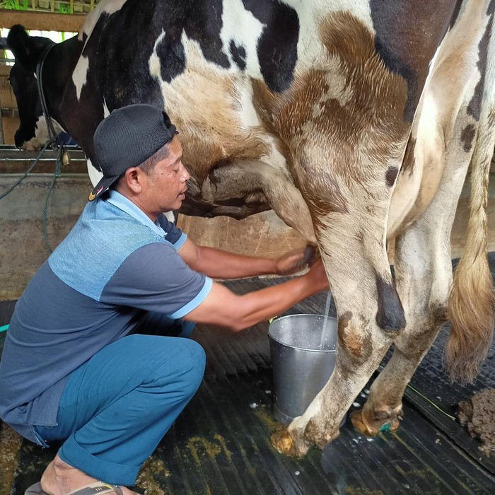 peternak sapi perah ponorogo memeras susu