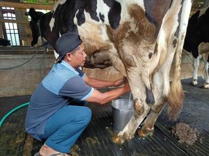 Setoran Susu Sapi di Ponorogo Anjlok Terdampak Wabah PMK