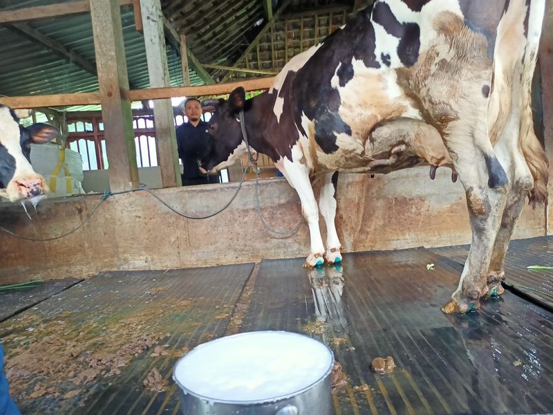 peternak sapi perah ponorogo memeras susu