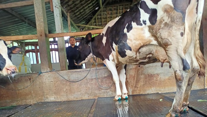 peternak sapi perah ponorogo memeras susu