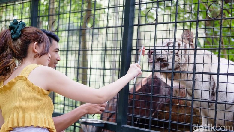 Taman Safari Prigen Pasuruan Taman Safari Prigen Pasuruan