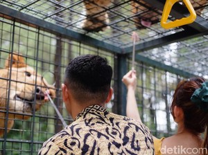 Taman Safari Prigen: Info Jam Buka, Harga Tiket, Hingga Wahananya