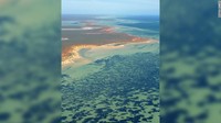 Begitu besar, tanaman berbunga ini mengkloning dirinya sendiri dan menciptakan cabang yang identik secara genetik. Proses ini merupakan cara perkembangbiakan yang jarang terjadi, meski terjadi pada kondisi lingkungan tertentu.  (Angela Roosen/University of Western Australia)