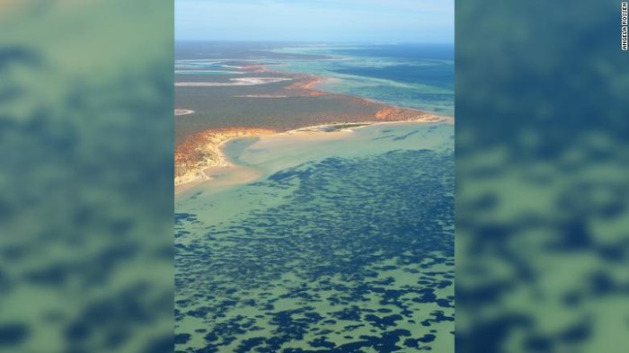 Tumbuhan berbunga di laut