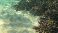 Tanaman bisa terus tumbuh melalui pertumbuhan vegetatif, memanjangkan tangkai akar ke arah luar.  (Shark Bay.org)