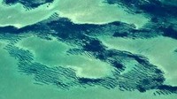 Peneliti mengambil sampel dari 10 lokasi yang berbeda di padang lamun yang di sekitar Shark Bay pada tahun 2012 dan 2019. Tim mengukur kondisi lingkungan, termasuk kedalaman, suhu air dan kadar garam. (Shark Bay.org)