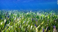 Lamun atau tanaman berbunga laut ini disebut Posidonia australis. Membentang 180 km di Shark Bay, jaraknya seperti dari Jakarta menuju Bandung ya. (Rachel Austin/University of Western Australia)