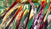 Ilmuwan mampu mengurutkan DNA dari sampel lamun. Mereka mengungkapkan bahwa tumbuhan tersebut merupakan tanaman tunggal (Shark Bay.org)