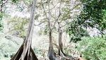 Potret Lokasi Syuting Jurassic Park, dari Pantai hingga Air Terjun