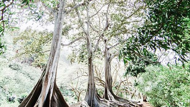 10 Lokasi Syuting Jurassic Park