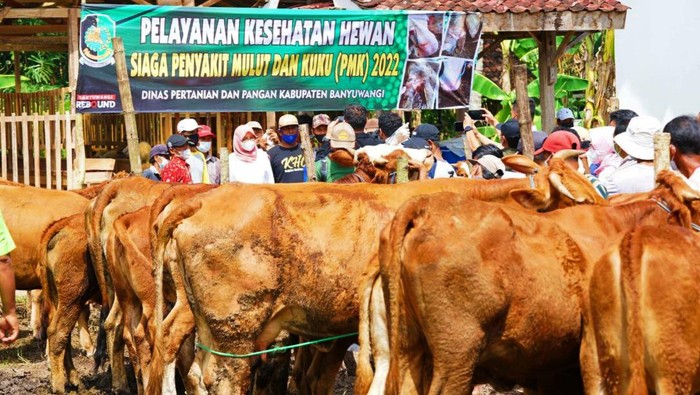 Banyuwangi Masuk Zona Kuning Penyebaran Penyakit Mulut dan Kuku