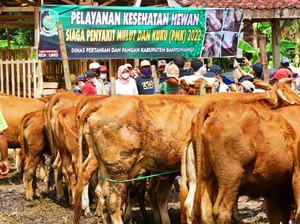 Banyuwangi Zona Kuning Penyebaran Penyakit Mulut dan Kuku