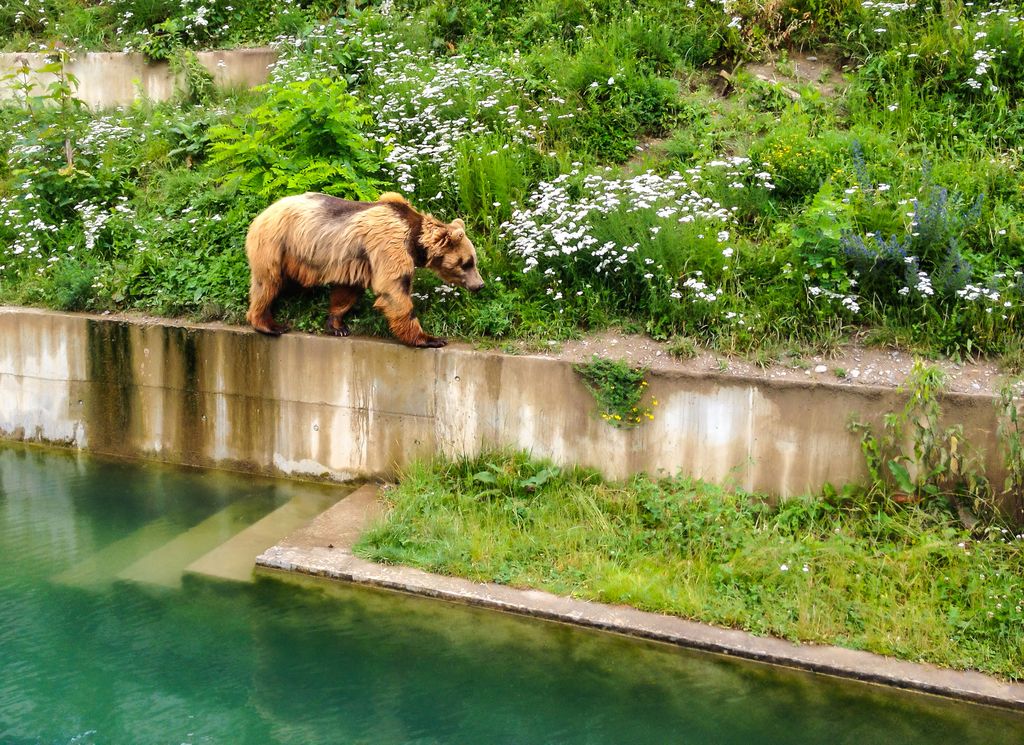 Bern, Switzerland - June 25. 2012: A Bear is walking along edge of pool in Bern Bear Pit (Barengraben) in Bern Bear Park, Berne, Switzerland, Europe. Bear is a symbol of both the city and surrounding canton, and is featured in their coat of arms