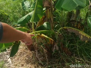 Motif Ayah di Pasuruan Buang dan Ngaku Temukan Bayinya Sendiri