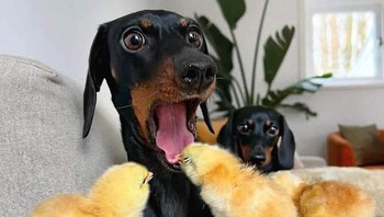 Lucu tapi kasihan, lidah anjingnya dipatuk ayam. Dok. Boredpanda