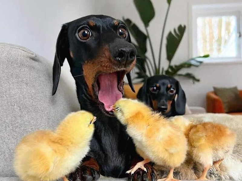 Deretan Momen Apes Netizen, Kasihan Tapi Juga Bikin Ketawa