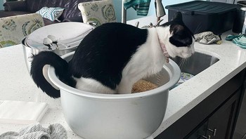 Mau masak nasi, cuma ditinggal sebentar balik lagi eh berasnya dipakai buang air. Itu kan bukan pasir! Duh... Dok. Boredpanda