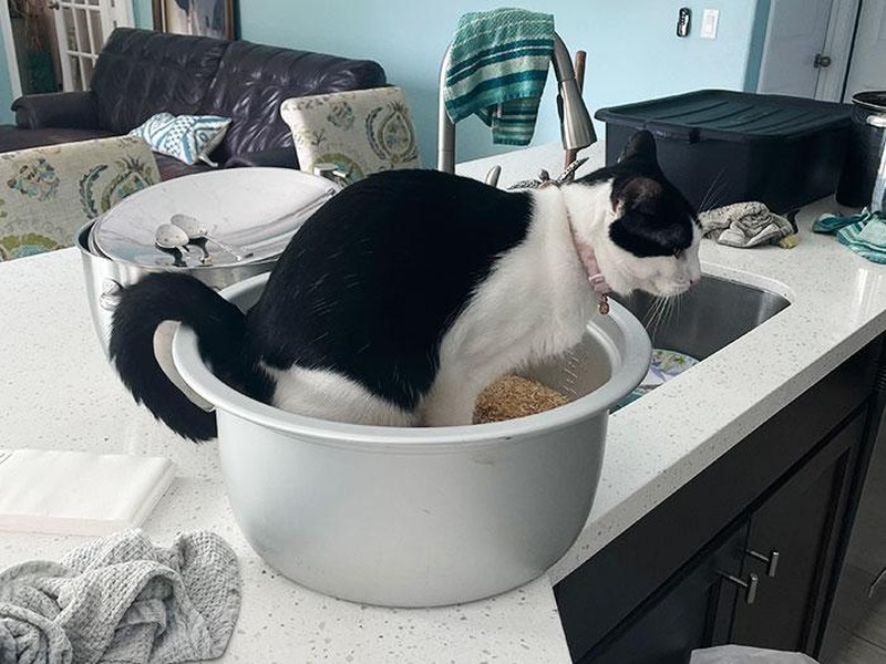 Deretan Momen Apes Netizen, Kasihan Tapi Juga Bikin Ketawa