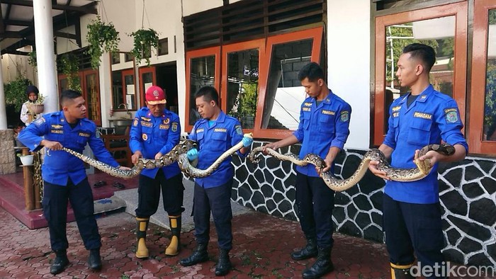 Dua ular piton di Kantor Satpol PPK Trenggalek yang baru-baru ini dievakuasi.