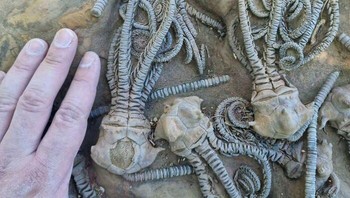 Gugusan makhluk fosil ini terlihat seperti datang dari planet lain Foto: Boredpanda