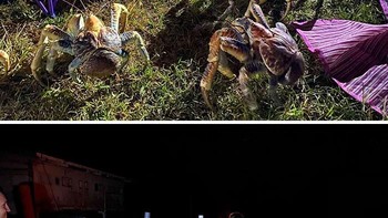 Serbuan kepiting kelapa. Foto: Boredpanda