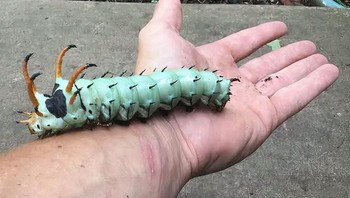 Hickory Horned Devil menjadi ulat terbesar di Bumi. Panjang tubuhnya bisa seukuran layar ponsel., Foto: Boredpanda