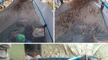 Infasi laba-laba. Foto: Boredpanda