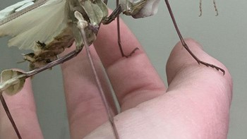 Mantis Bunga Setan seperti sosok alien di film. Foto: Boredpanda