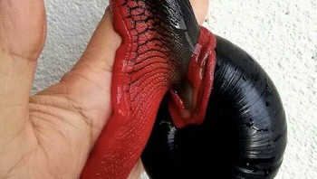 Sifut merah. Foto: Boredpanda