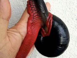 Bikin Tercengang! Potret Makhluk yang Ternyata Eksis di Bumi