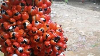 Tumbuhan Guarana seperti sekumpulan bola mata. Foto: Boredpanda