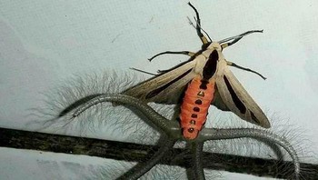 Ngengat Creatonotos Gangis Membentangkan “Pensil Rambut” Untuk Menyebarkan Feromon Foto: Boredpanda