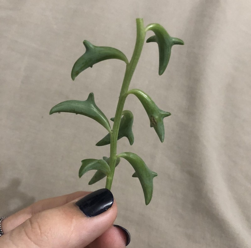 Foto makhluk yang eksis di bumi