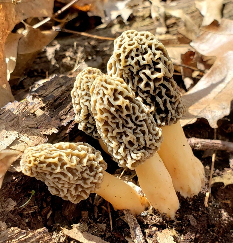 Foto makhluk yang eksis di bumi