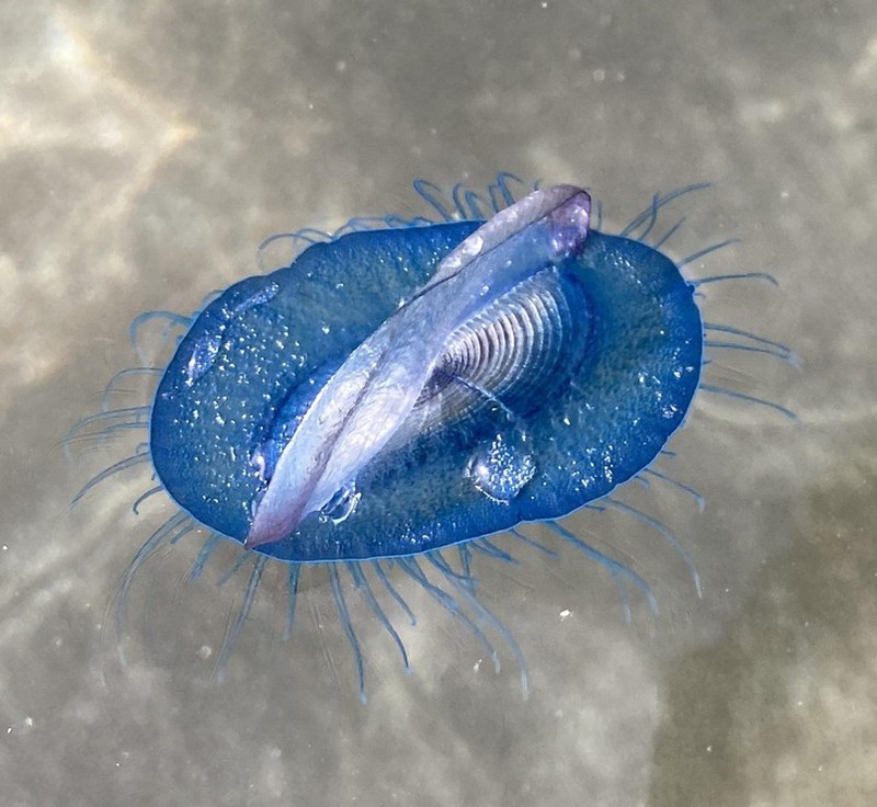 Foto makhluk yang eksis di bumi