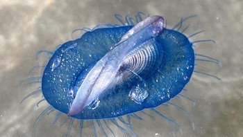 Mahkluk yang ditemukan di pantai La Gomera, Spanyol. Foto: Boredpanda