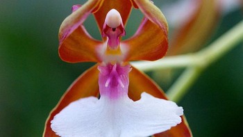 Caladenia melanema , anggrek balerina Foto: Boredpanda