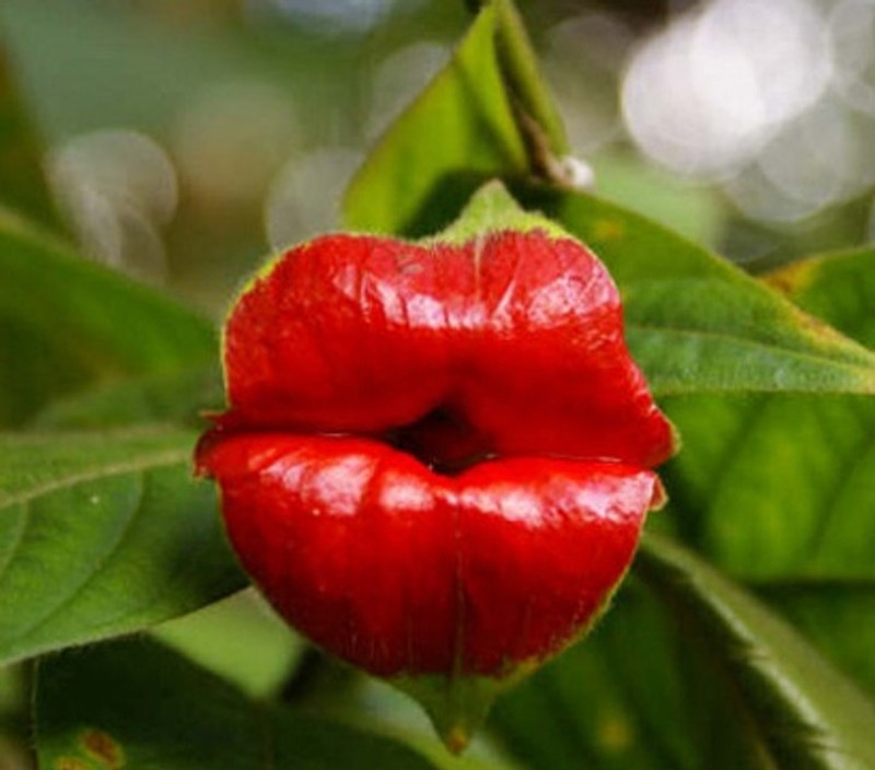 Foto makhluk yang eksis di bumi