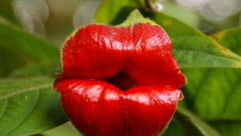 Bunga ini seperti bibir ya.  Psychotria elata atau bunga ciuman namanya.  Foto: Boredpanda