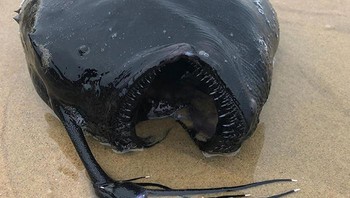 Ikan pemancing yang hidup di laut dalam terdampar di pantai. Foto: Boredpanda