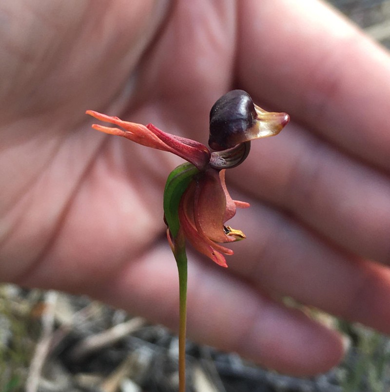 Foto makhluk yang eksis di bumi
