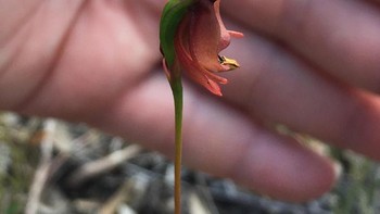 Caleana mayor atau yang tepat disebut anggrek bebek terbang.” Foto: Boredpanda